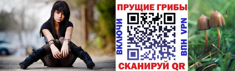Купить закладки  Болхов  Псилоцибиновые грибы мухоморы 
